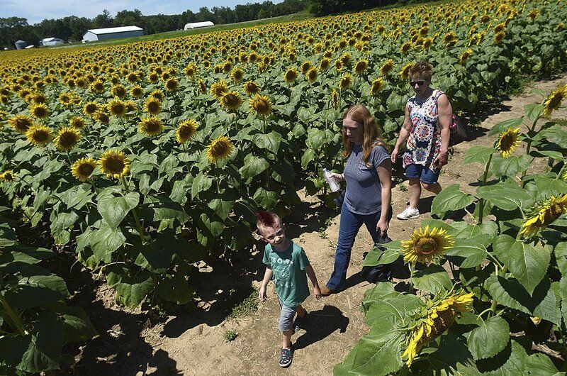 A Golden Spectacle: First of two blooms unfold at Paris farm's sunflower maze
